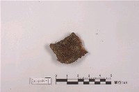 藏品(日本全缘耳葉蘚)的圖片